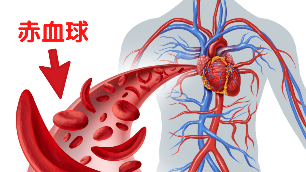 血液中の赤血球に含まれるヘモグロビン（血色素量）が酸素を運ぶ