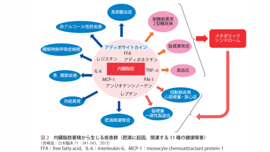 肥満はどんな病気の原因に?太り過ぎが悪影響する11の生活習慣病などの健康被害 | へるし医
