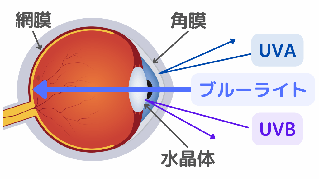 ブルーライトは角膜や水晶体を透過して網膜まで全ての光が届く
